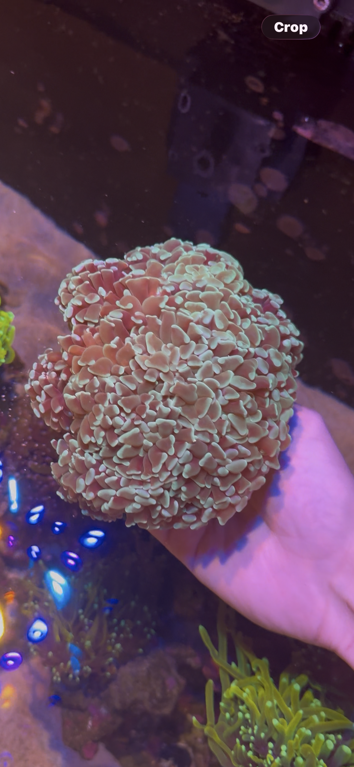 Blue Hammer (Small Frag)
