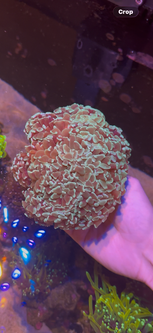 Blue Hammer (Small Frag)