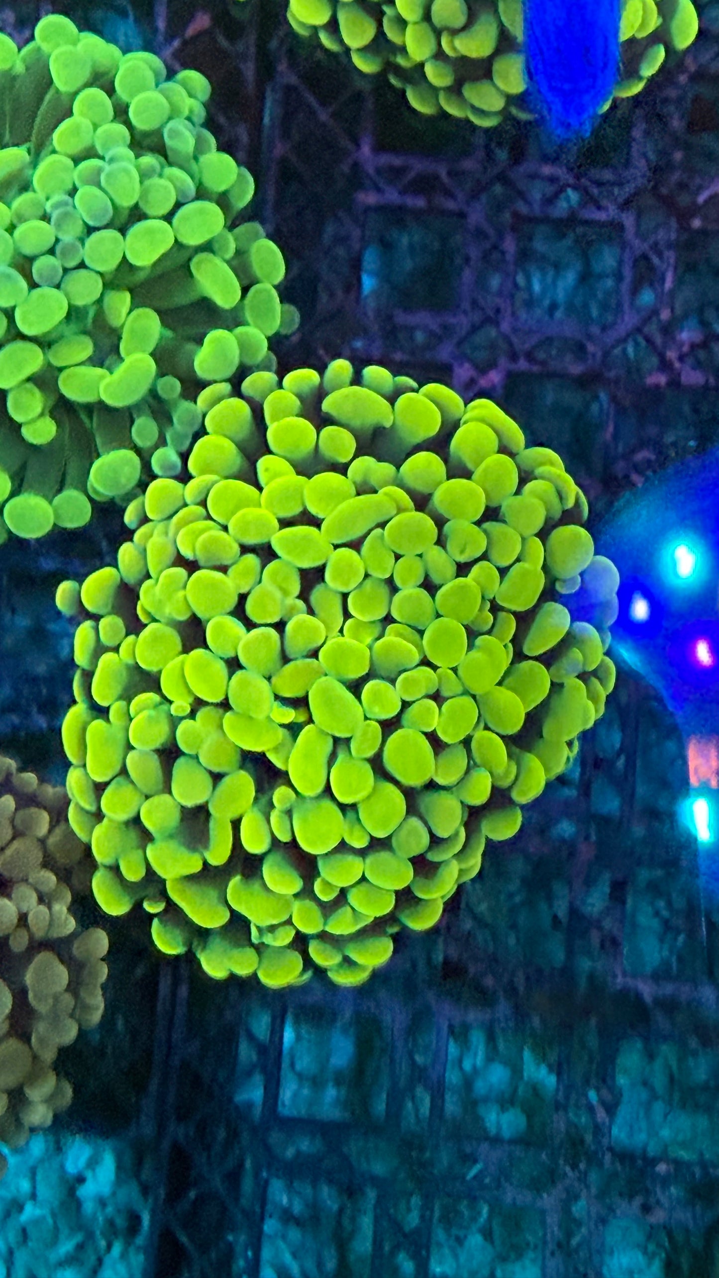 Gold Hammer Corals