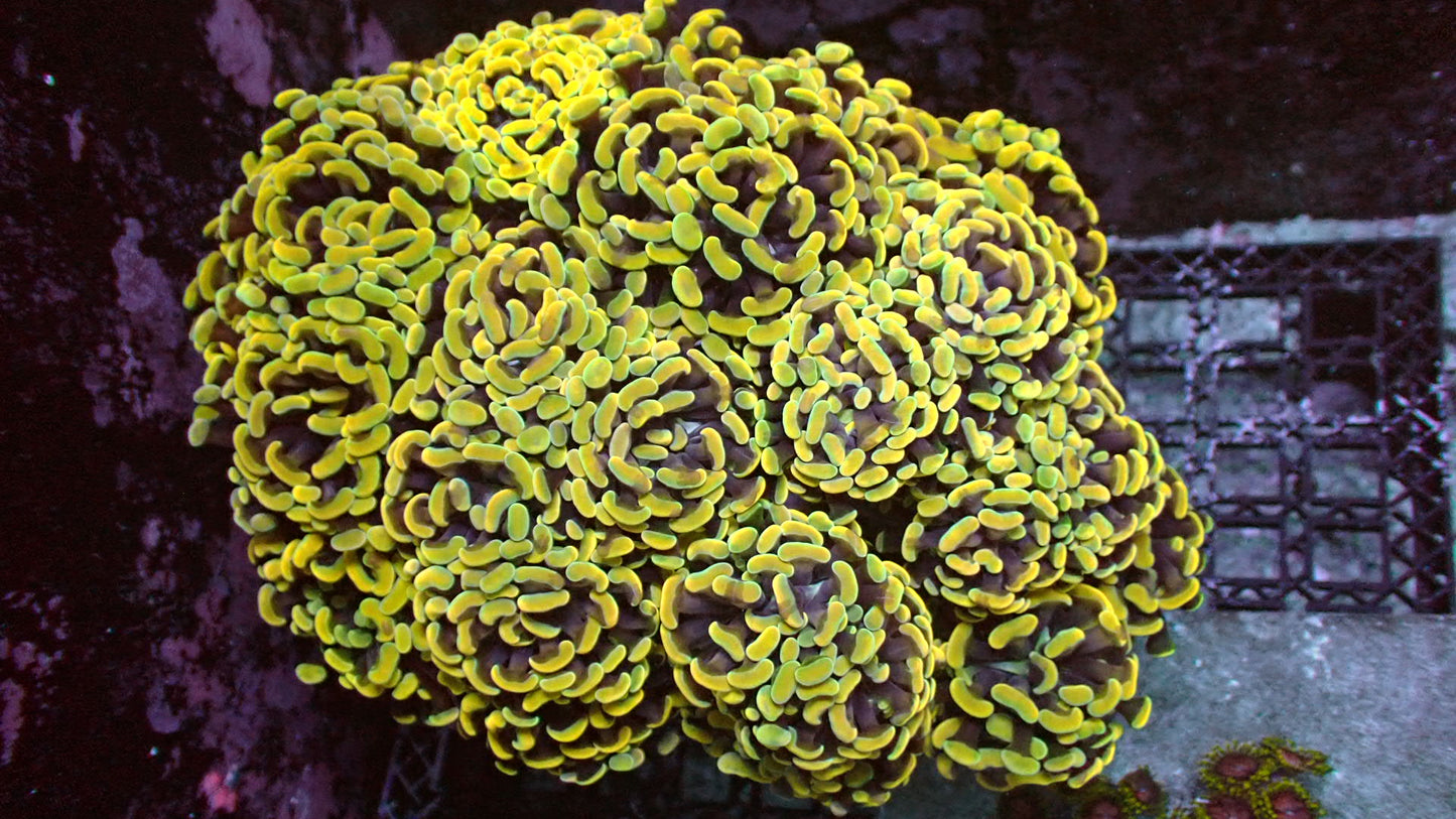 Gold Hammer Corals