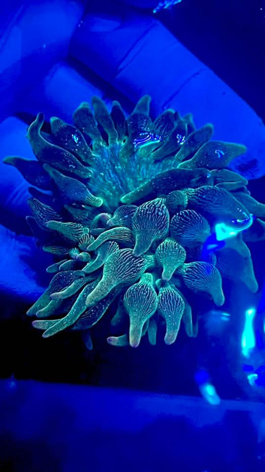 Nexus Joker Bubble Tip Anemone