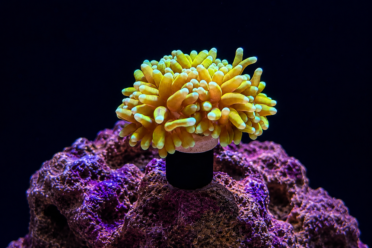 Coral Mounts