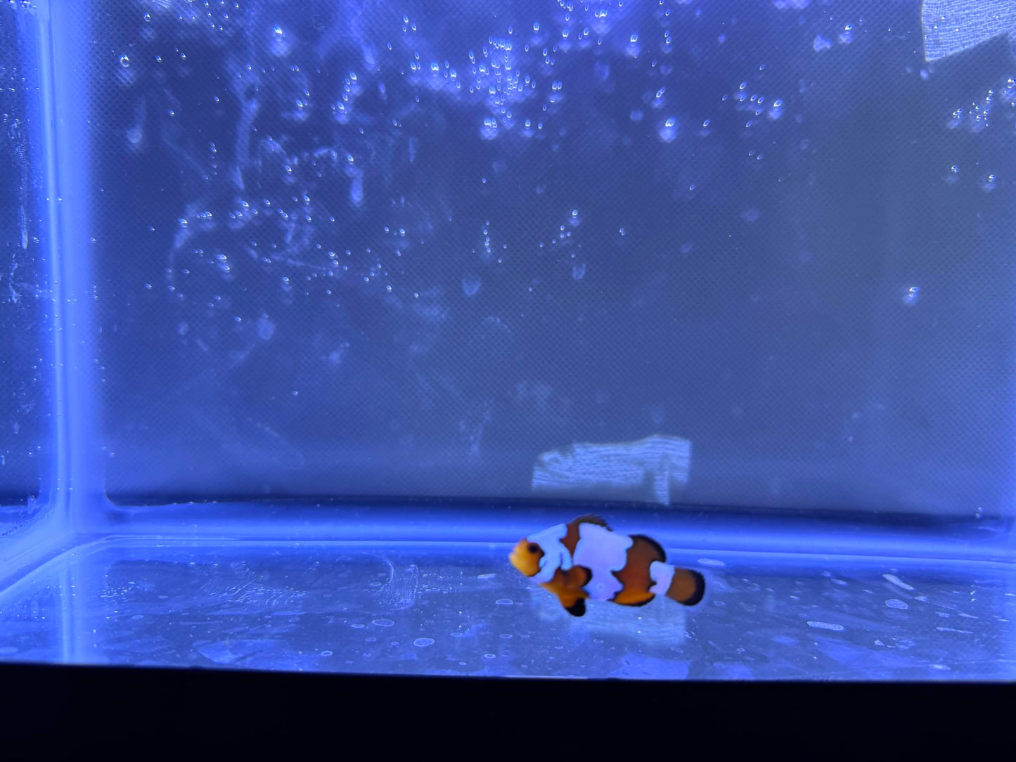 Snowflake Clownfish "BRUCE"