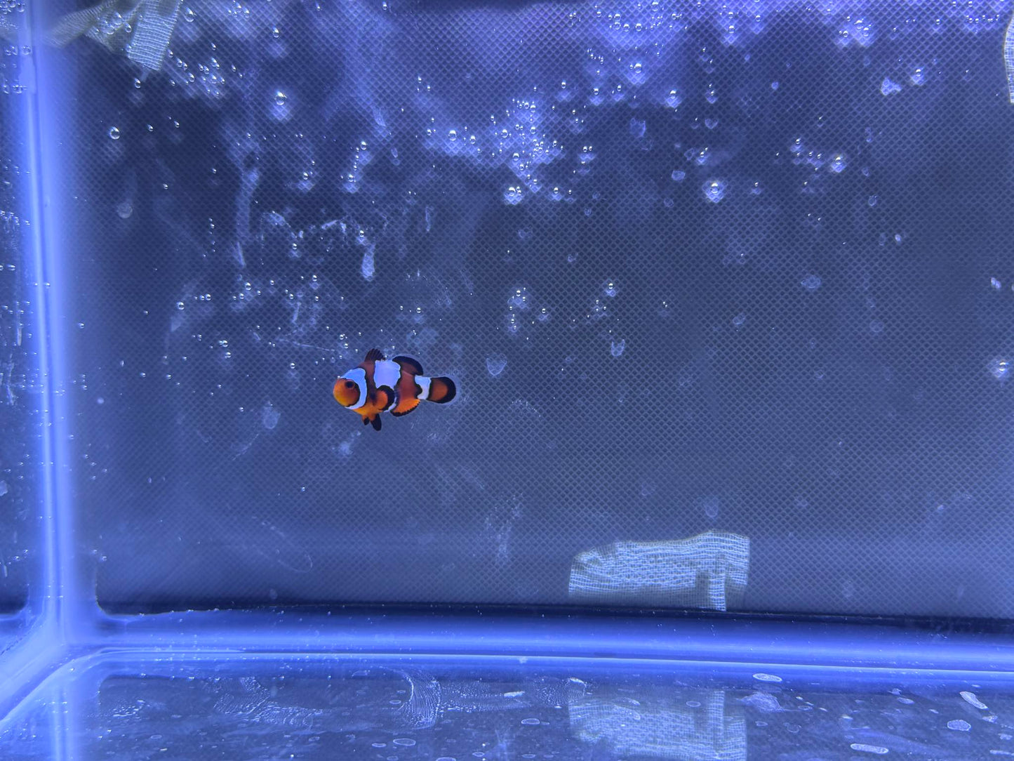 Snowflake Clownfish "Maverick”