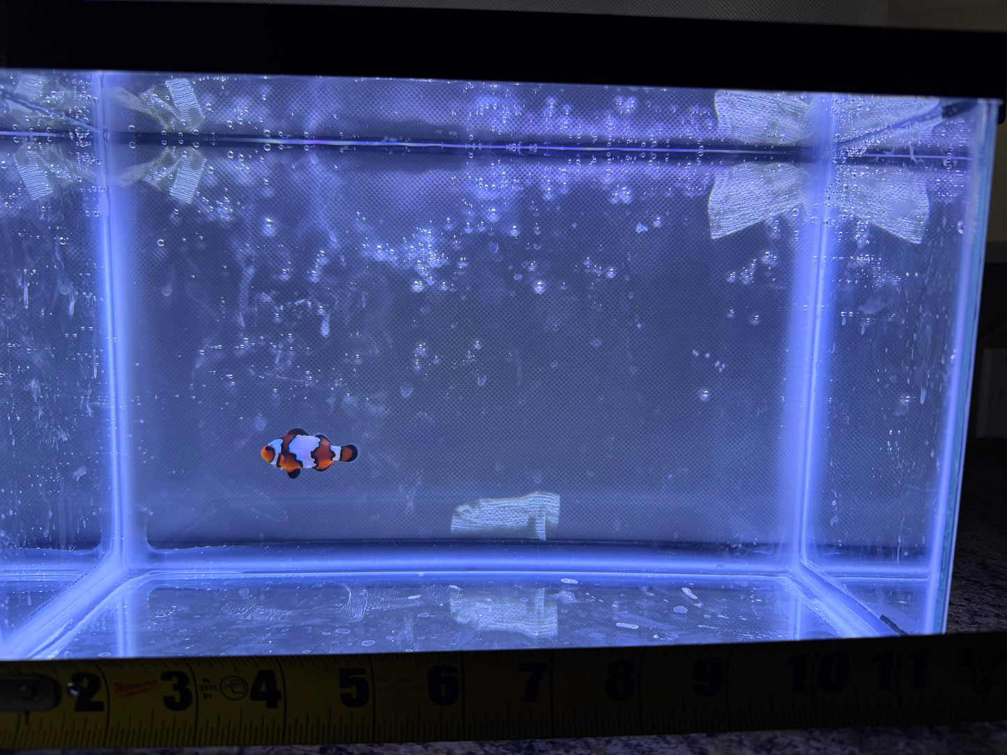 Snowflake Clownfish "Maverick”