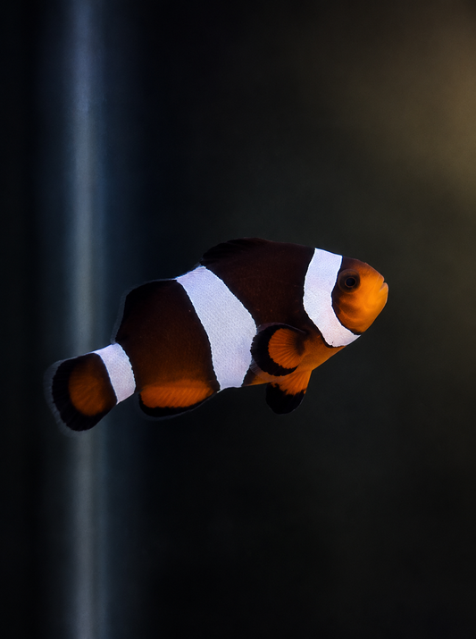 Premium Ocellaris Clownfish #002