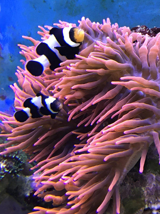 Sherman Bubble Tip Anemone