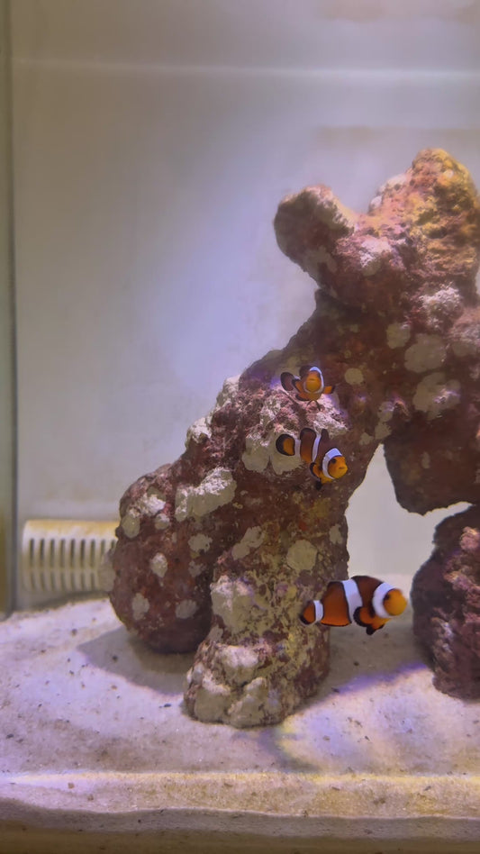 Clownfish - Ocellaris