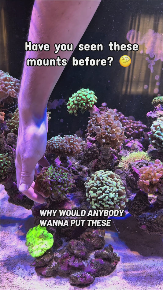 Coral Mounts